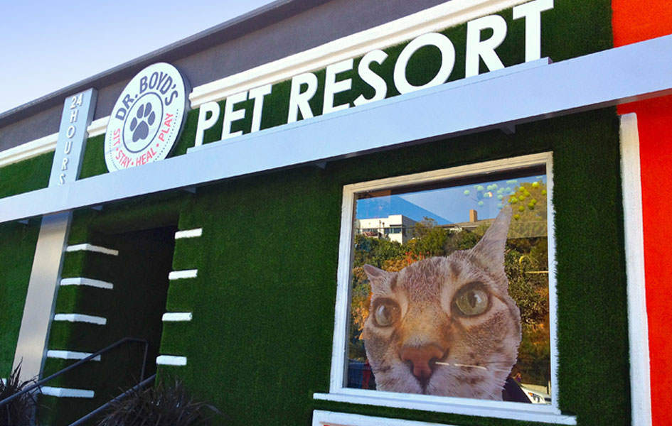 Cat face in window of newly branded pet resort