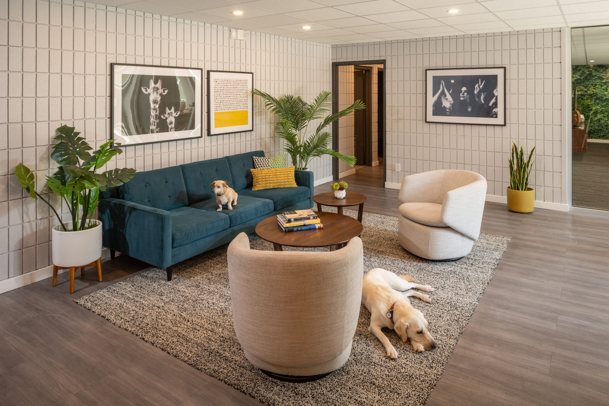 interior apartment area with sofa, chairs, table, wall art decor and two dogs